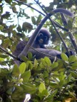 white-nose monkey.JPG (81 KB)